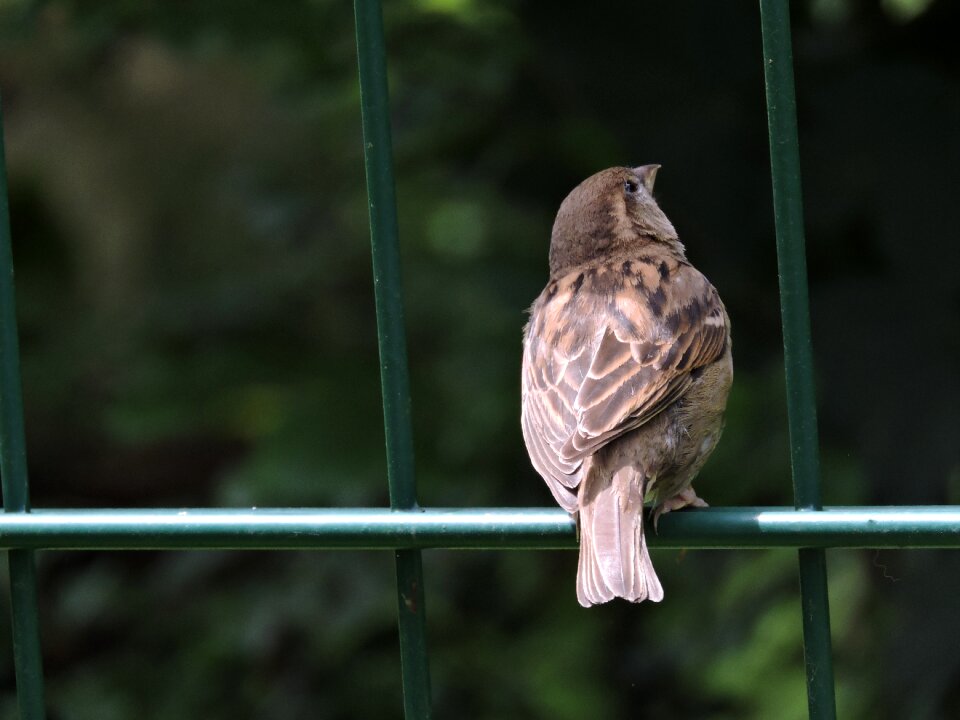 Birds animal wild bird