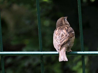 Birds animal wild bird