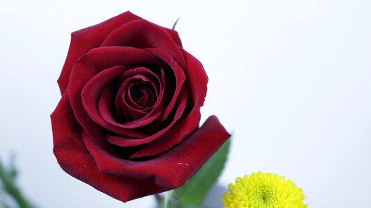 Red colorful petal