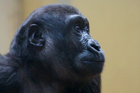 Monkey watch view