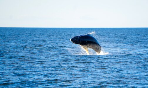 Sea mammal breaching photo