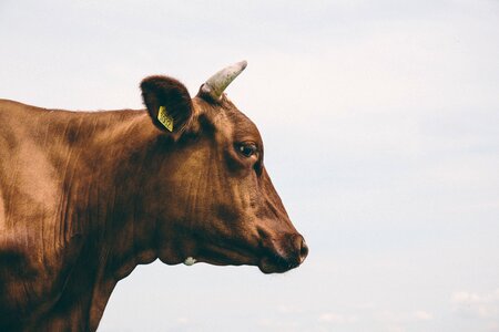 Cattle livestock farm photo