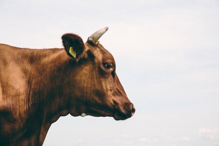 Cattle livestock farm