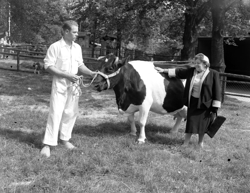 Bezoek E55, Heintje Davids met de meeste melkgevende koe, Bestanddeelnr 907-2549