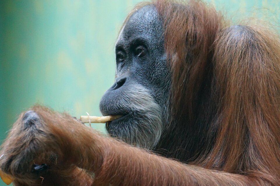 Old world monkey ape animal portrait