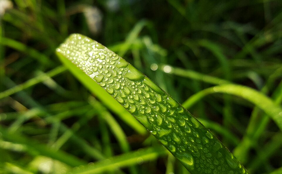 Morning dew wet water photo