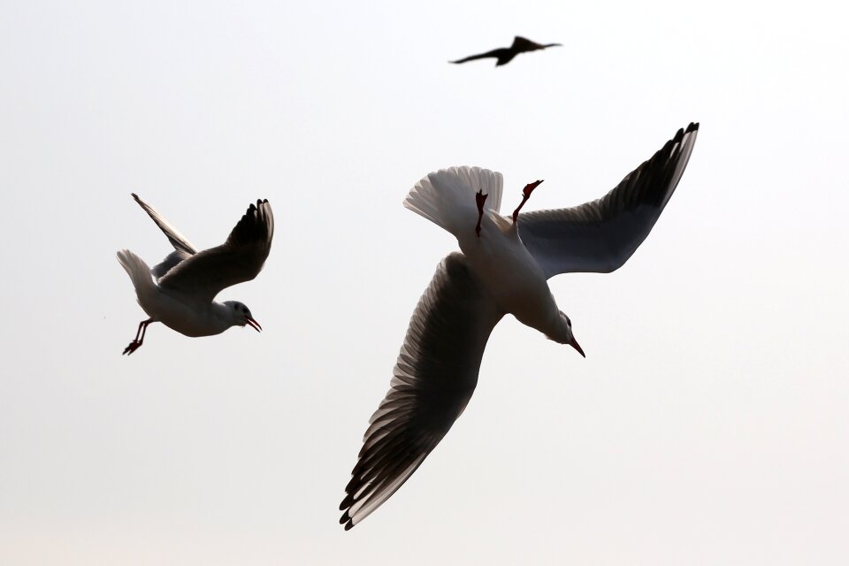 Bird seabird wild birds