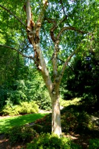 Betula albosinensis - VanDusen Botanical Garden - Vancouver, BC - DSC06849