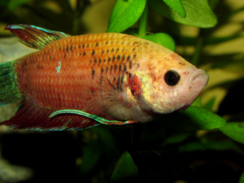Betta splendens (w) orange 2