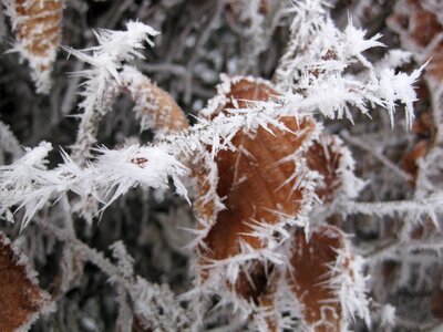 Ice frost winter photo