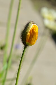 Rostock a flower blooms yellow