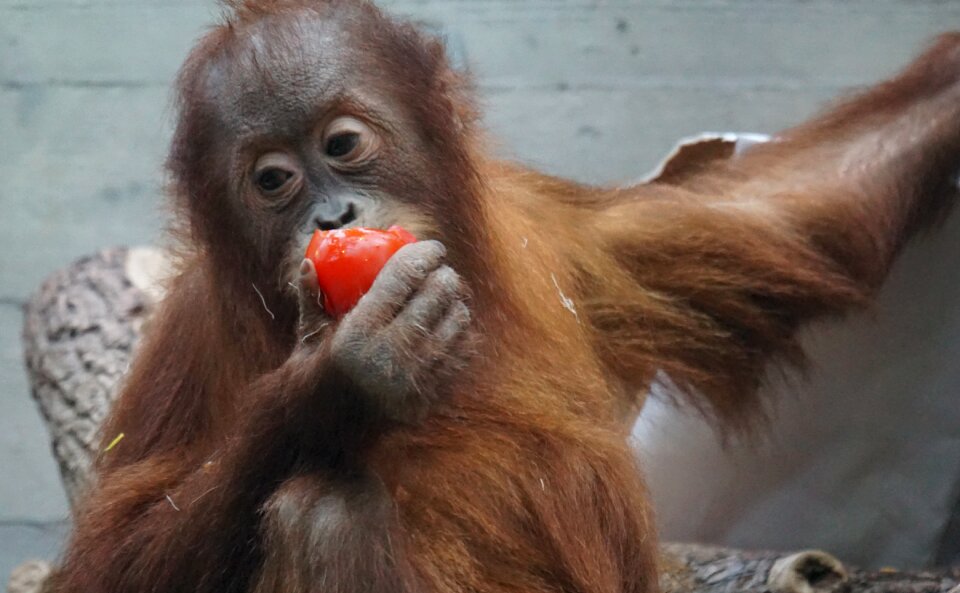 Young animal old world monkey ape photo