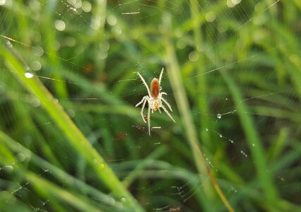 Spiderweb arachnid dew drops