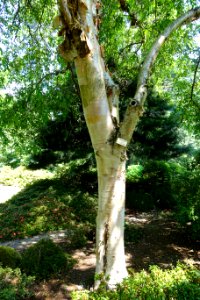 Betula albosinensis - VanDusen Botanical Garden - Vancouver, BC - DSC06847