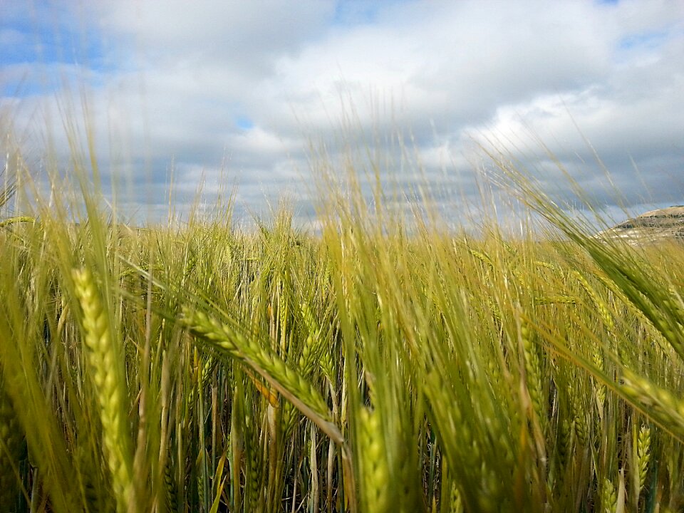 Getreideanbau wheat field cornfield
