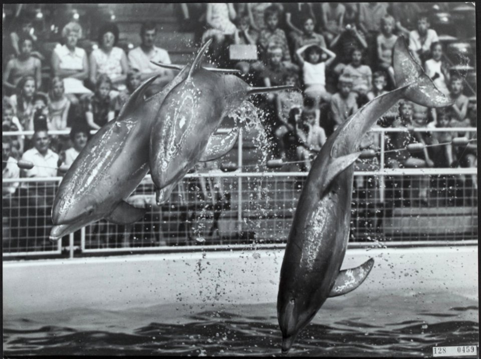 Bezienswaardigheden, dolfinarium harderwijk, Bestanddeelnr 128-0459