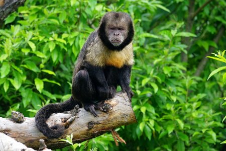 New world monkey krallenaffe sapajus xantostemos