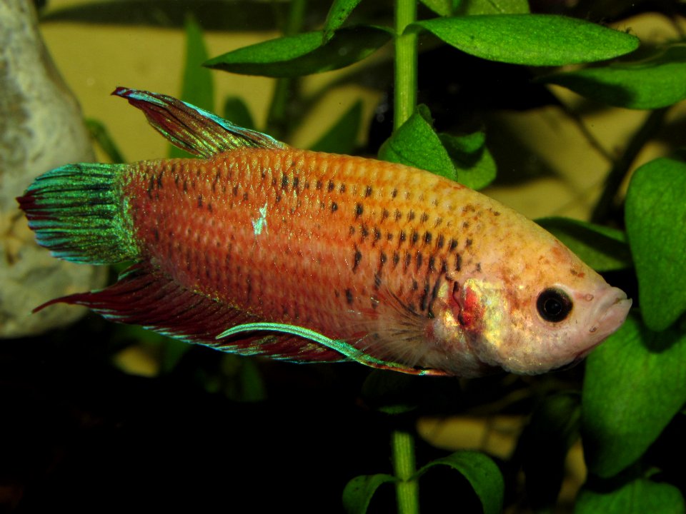 Betta splendens (w) orange 1