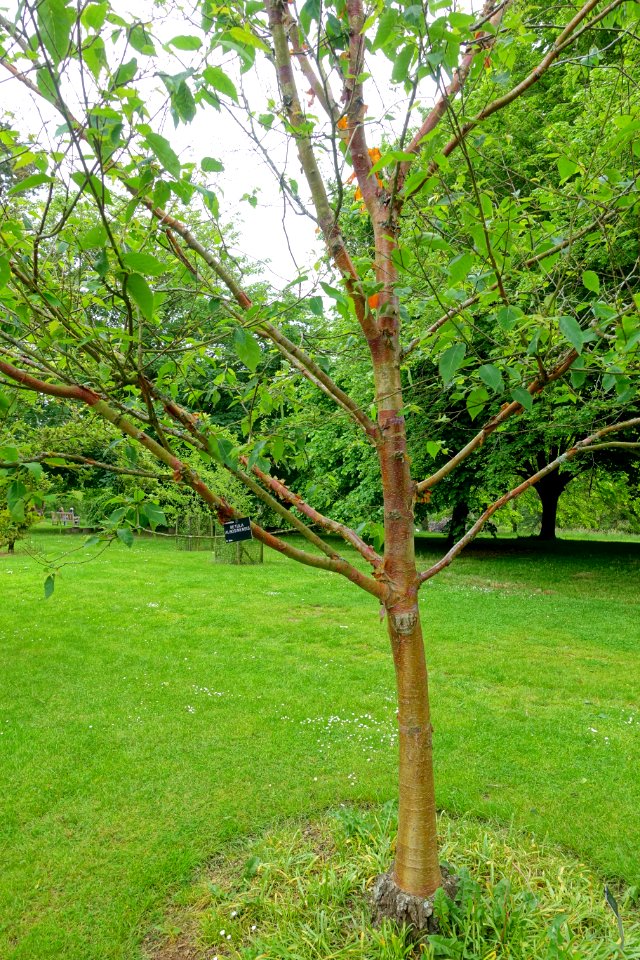 Betula albosinensis - Hillier Gardens - Romsey, Hampshire, England - DSC04521