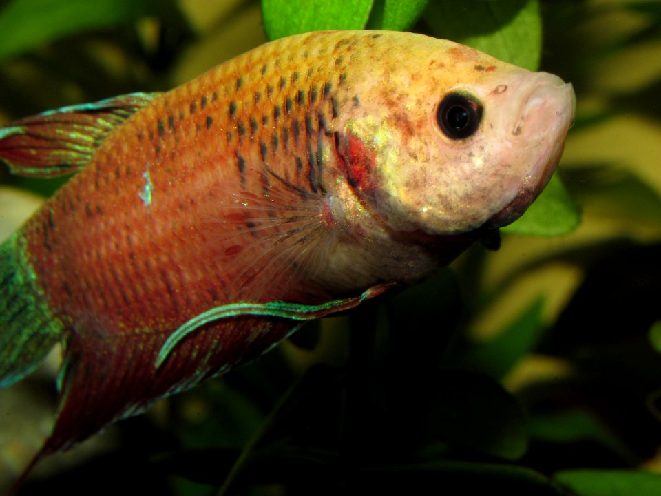 Betta splendens (w) orange 3