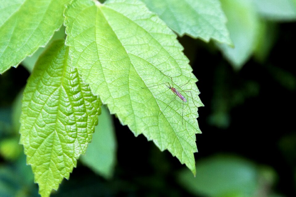 Male mosquitoes the mosquito pants autumn leaves