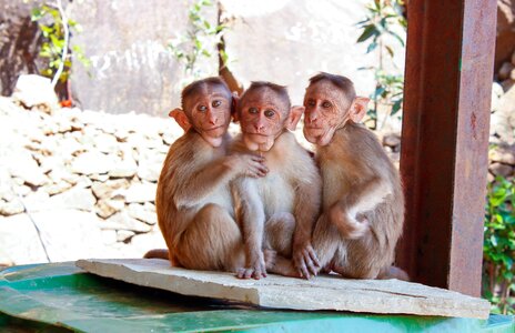 Blur cute family