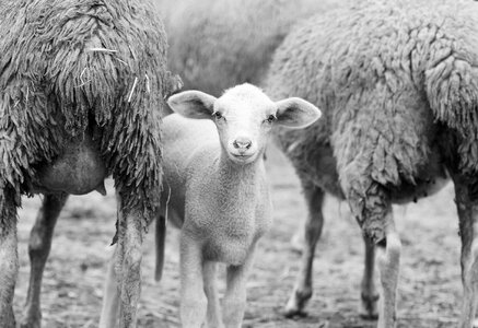 Sheep lamb herd photo