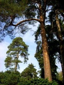 Bedgebury Pinetum 8