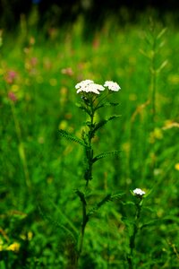 Bloom white achillea millefolium photo