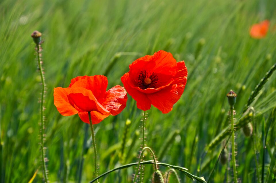 Nature poppy flower flower