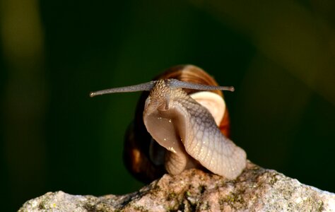 Nature shell slowly