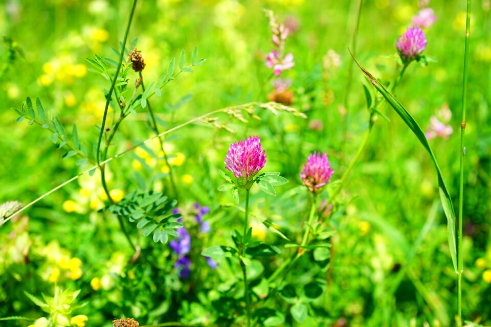 Fodder plant pink red
