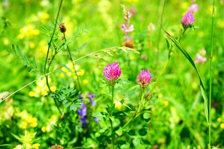 Fodder plant pink red photo