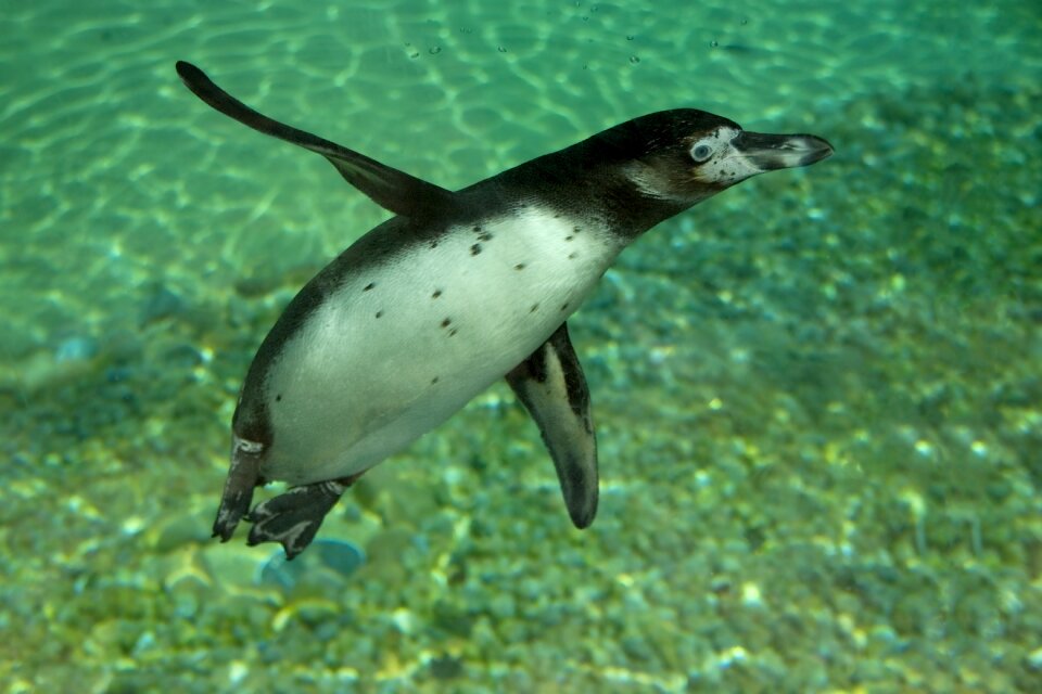 Bird submarine aquarium