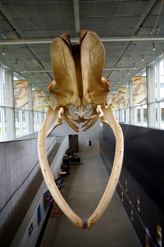 Beaty Biodiversity Museum whale 6