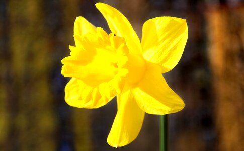 Daffodil spring yellow flower photo