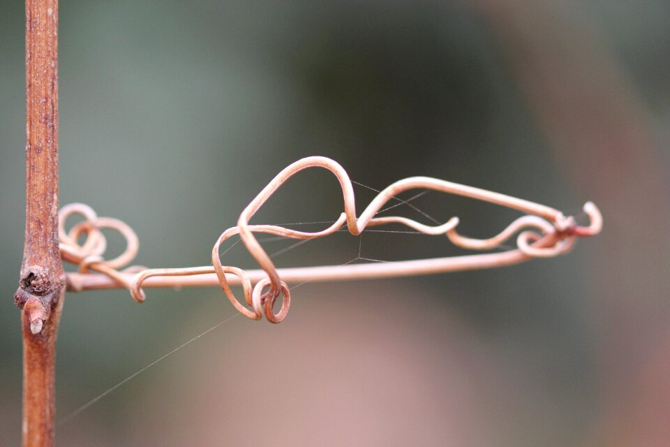 Macro rose bud