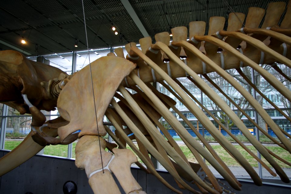 Beaty Biodiversity Museum whale 11