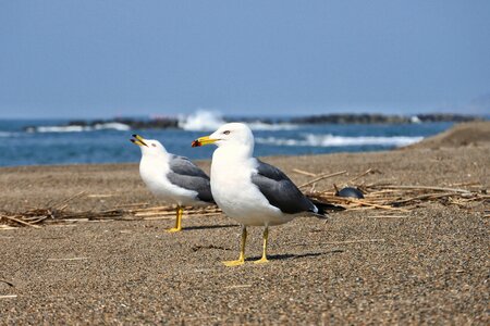 Sea gull seagull bird photo