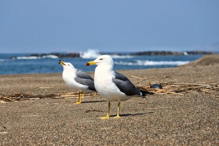 Sea gull seagull bird