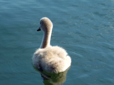 Swans plumage young