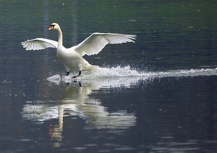 Wisla nature bird