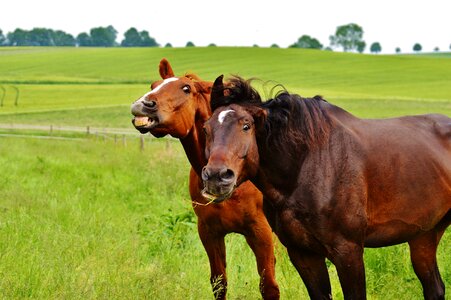 Coupling stallion eat