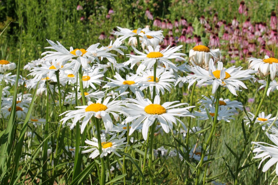 Meadow daisy bloom