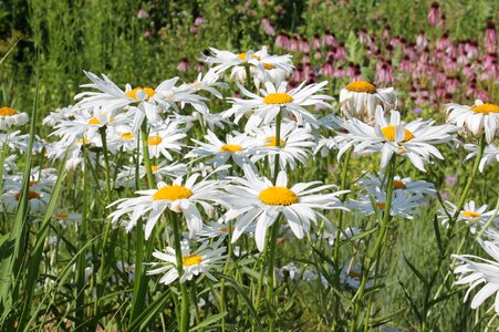 Meadow daisy bloom