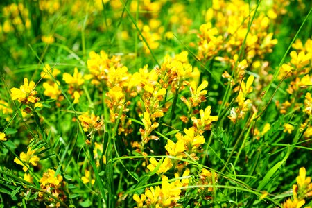 Yellow wild flower genista sagittal