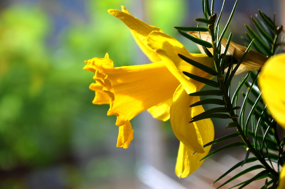 Daffodil spring yellow flower photo