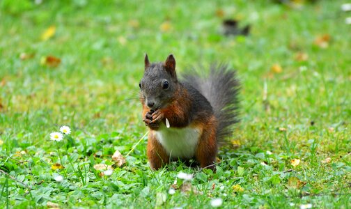 Brown nut possierlich