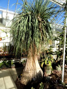 Beaucarnea recurvata - Lyman Plant House, Smith College - DSC04345