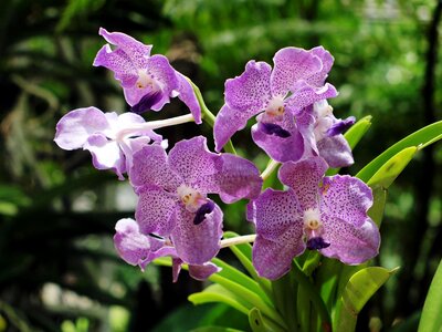 Orchid purebred chiang mai thailand xitgmlwmp